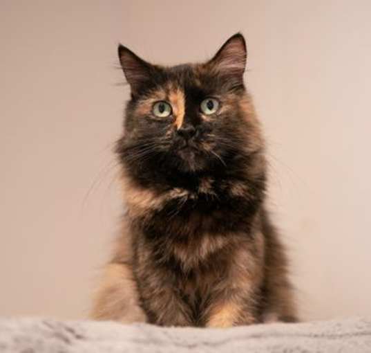 Photo of Elsie (bonded with George)