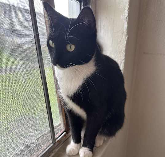 Photo of Oreo