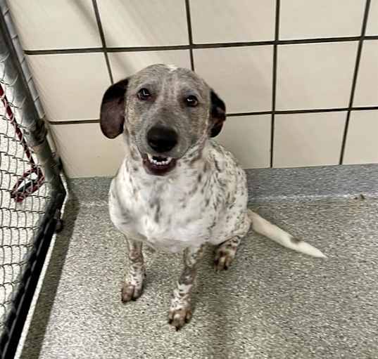 Photo of DOTTIE