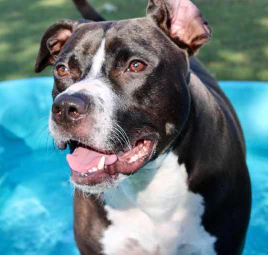 Photo of Biggy