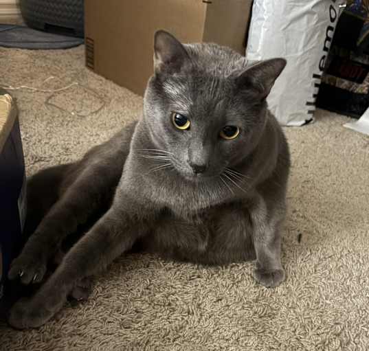 Photo of Astro