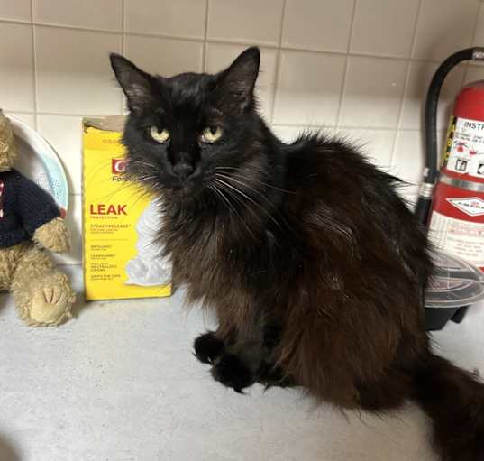 Photo of Blackie