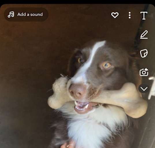 Photo of Cooper