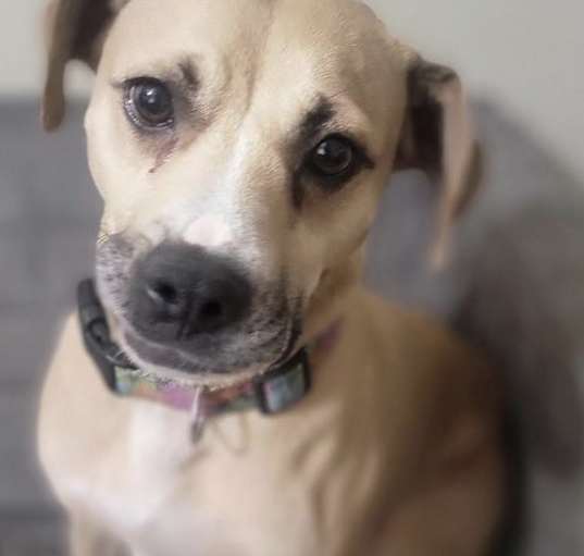 Photo of Gypsy