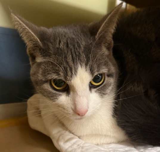 Photo of Tessi - Available in Foster