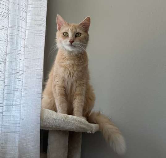 Photo of Blossom