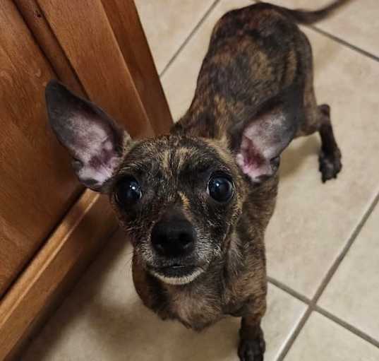 Photo of Pippa