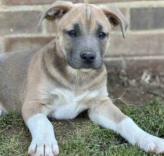 Photo of Tulip