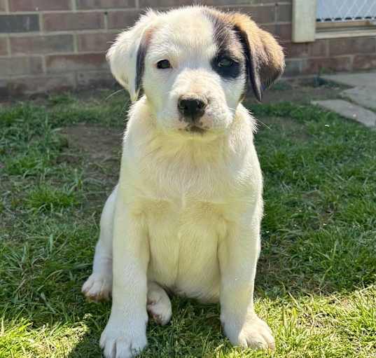 Photo of Petunia