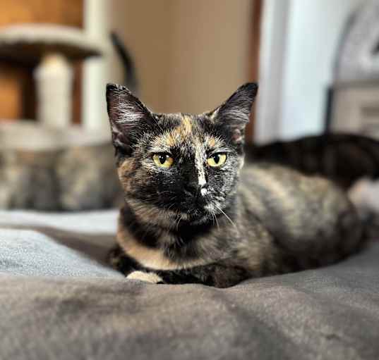 Photo of Pixie