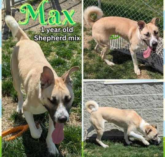 Photo of Max