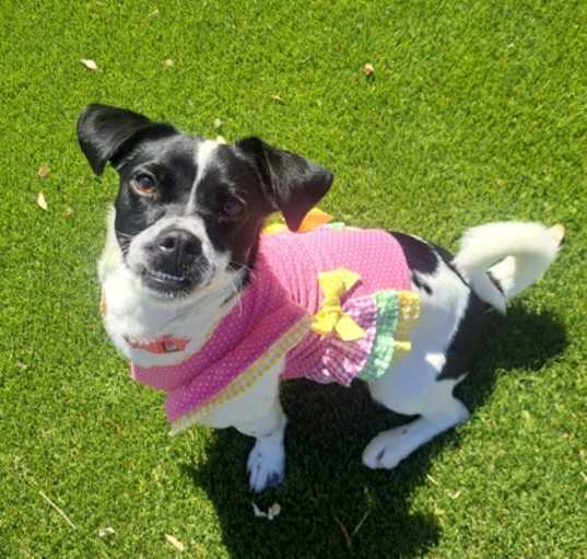 Photo of Petunia