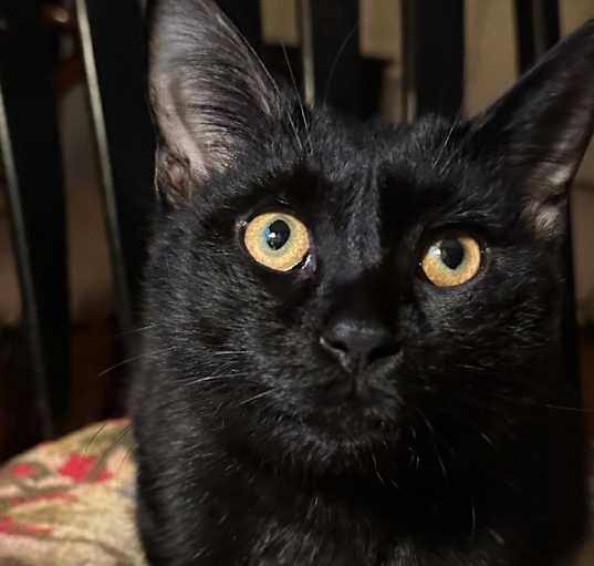 Photo of Crow