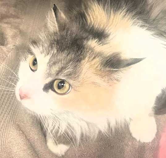 Photo of Carmen
