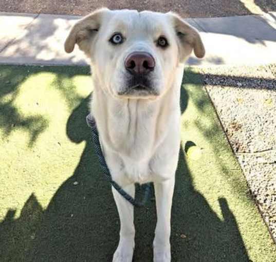 Photo of ARLO