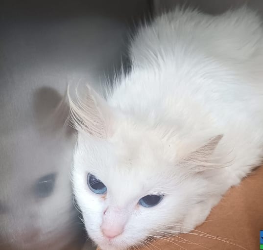 Photo of Duchess