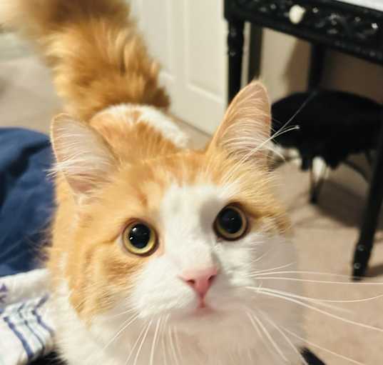Photo of Percy