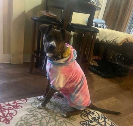 Photo of Pippi *Courtesy Post* (Manlius NY)