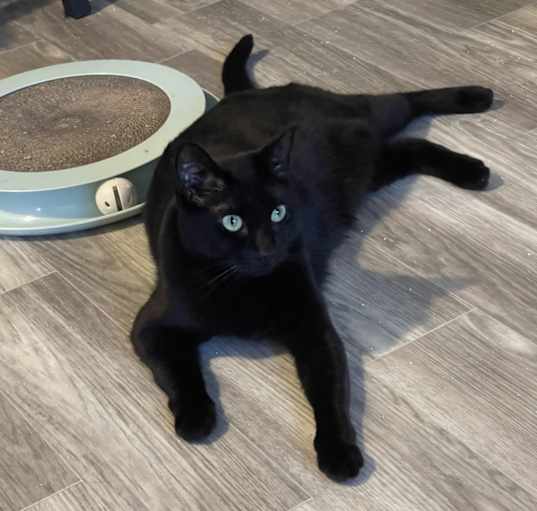 Photo of Ziggy