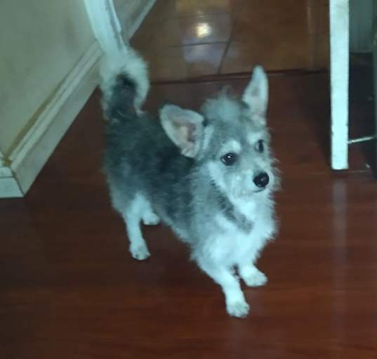 Photo of Hunny