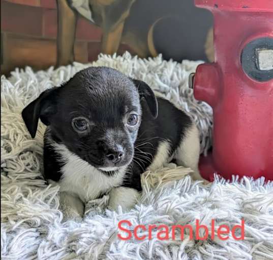 Photo of Scrambled