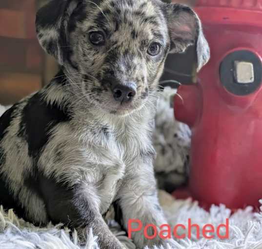 Photo of Poached