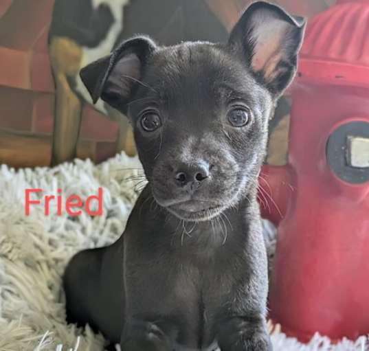 Photo of Fried