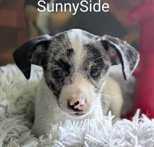 Photo of Sunnyside