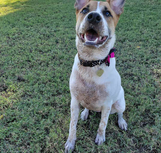 Photo of Daisy