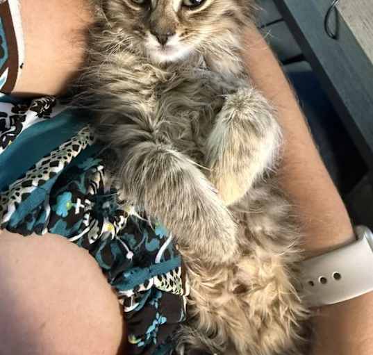 Photo of Disco Ball (available for pre-adoption)