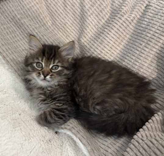 Photo of Sequin (available for pre-adoption)