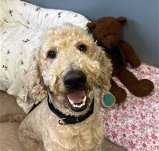 Photo of Maverick