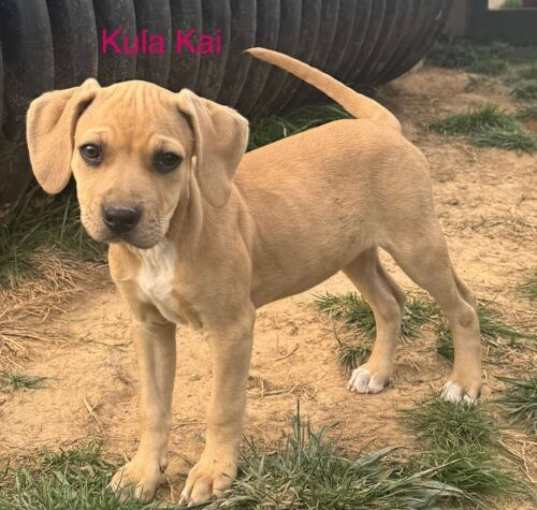 Photo of Kula Kai Twilia Talbot