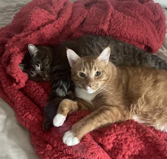 Photo of Biscuit
