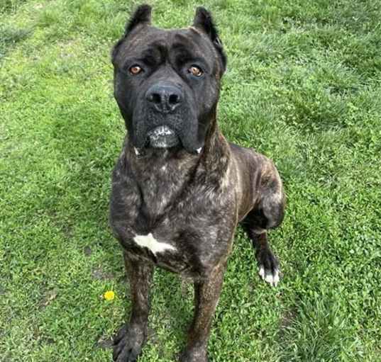 Photo of BRUNO