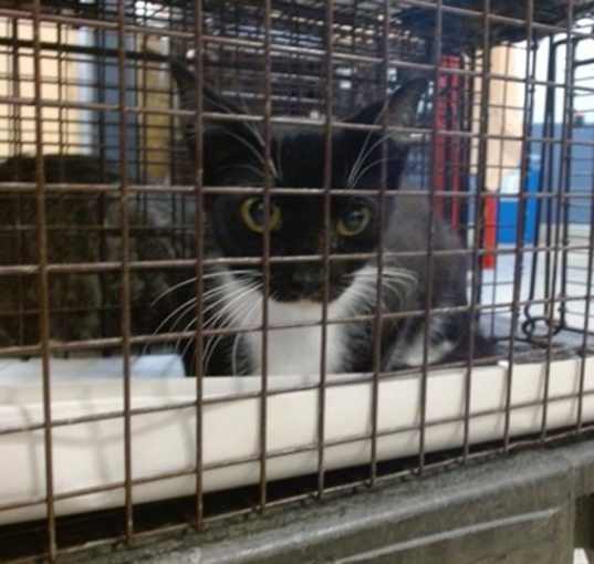 Photo of SNOWFLAKE