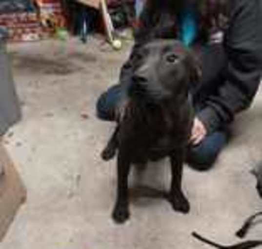 Photo of Gunner