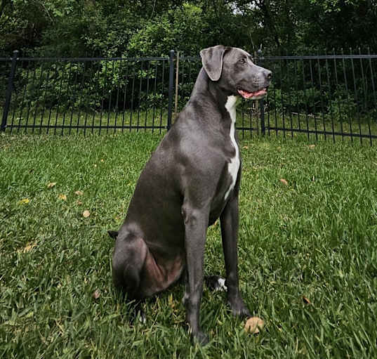 Photo of Shadow