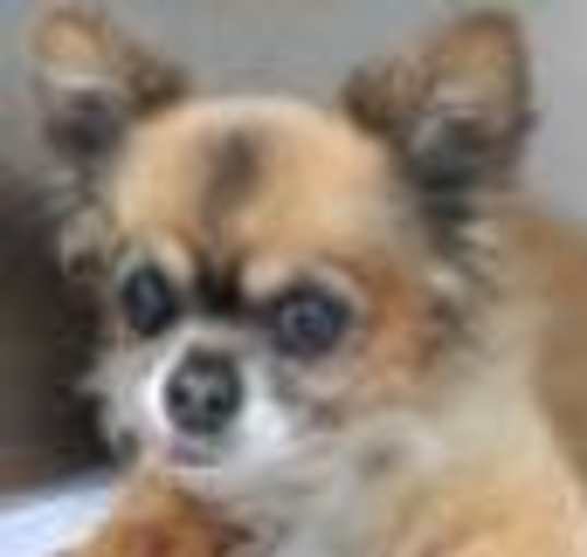 Photo of FOHA Sponsorship Dogs