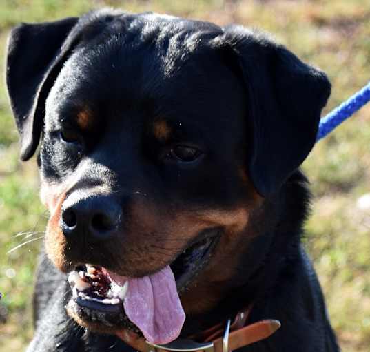 Photo of Bear