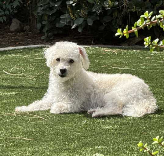 Photo of Sparky