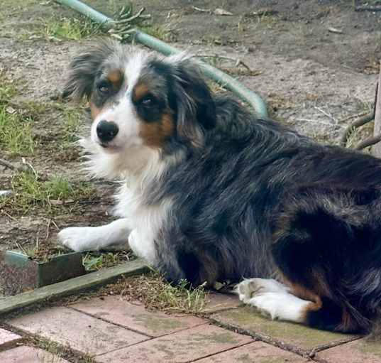 Photo of Luna