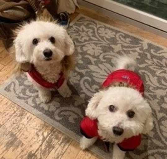 Photo of Zoey & Buddy (Bonded Pair)