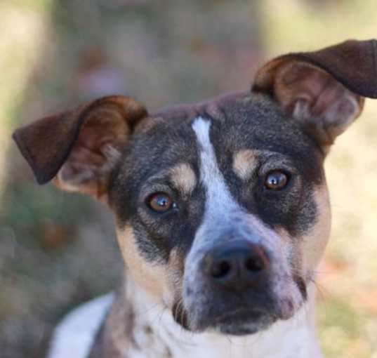 Photo of Millie - ADOPT ME FOR FREE!
