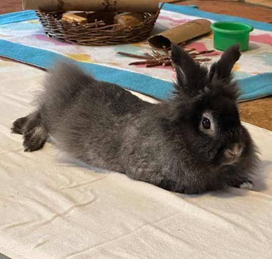 Photo of Fuzzy Bear