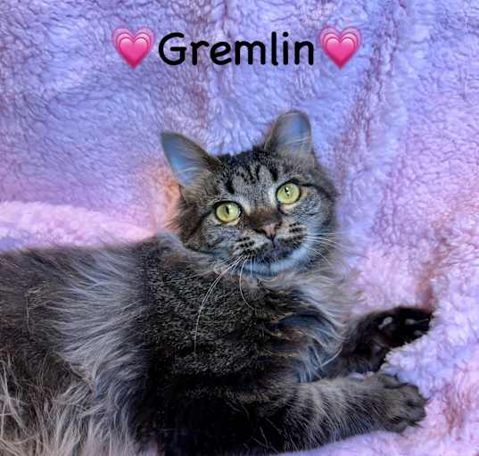 Photo of Gremlin