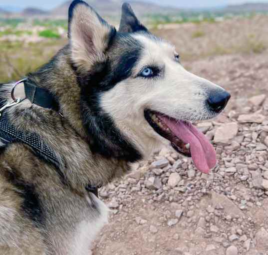 Photo of Nala