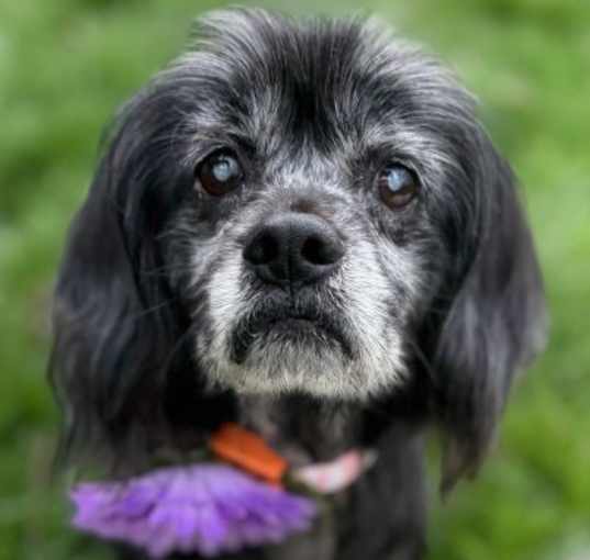 Photo of Lucy