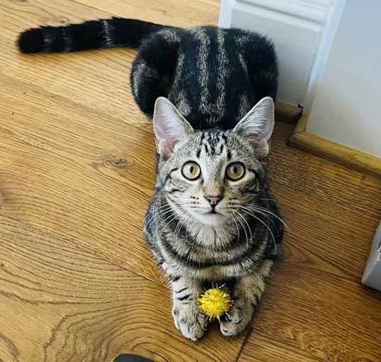 Photo of Calliope