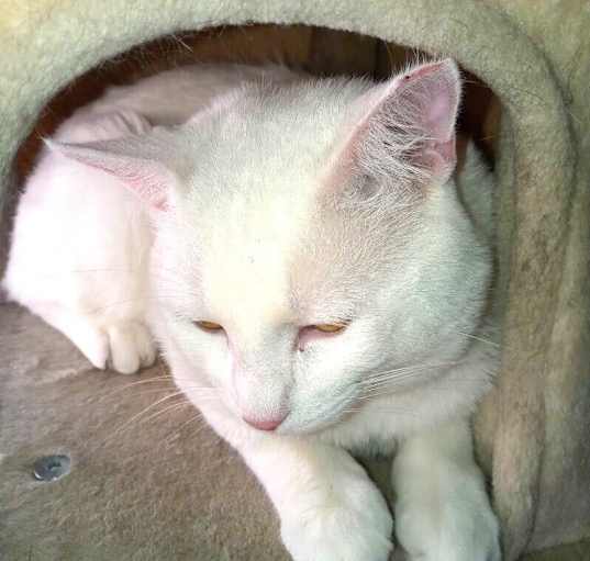 Photo of Sid